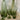 verre a pied visage vert avec pots et verres